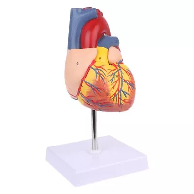 1:1 Disassembled Anatomical Human Heart Model Anatomy Medical Teaching Model • $37.04