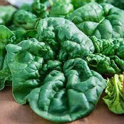Premium Bloomsdale Spinach - Fresh Organic Heirloom Seeds - Most Popular Variety • $1.99