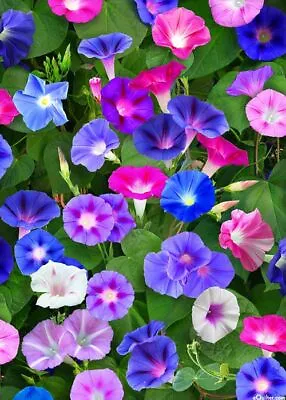 25 TALL MIXED MORNING GLORY SEEDS 15 Ft VINES FREESH HARVEST FOR 2024 GARDENS • $2.19
