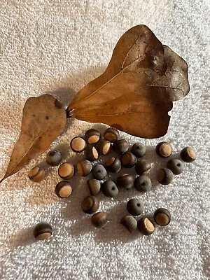 30 Water Oak Acorns From N. Louisiana -- Quercus Nigra • $5