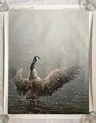 $650 • Buy Robert Bateman STRETCHING CANADA GOOSE 36x28 S/N Canvas Giclee -- Unstretched