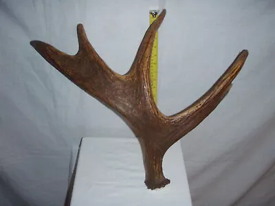 Moose Antler....Alaska....collectable....USED....includes Shipping....Atl Ga. • $100