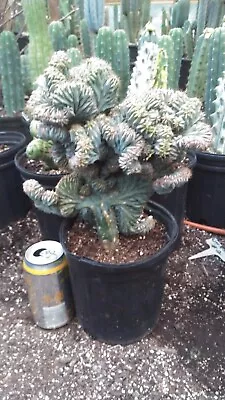 Myrtillocactus Geometrizans Monster HUGE Rooted Plant  One Gallon Pot • $90