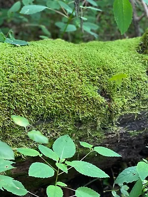 MOSS LIVE Thick And LUSH 9x12 Organic FULL Sheet • $18.95