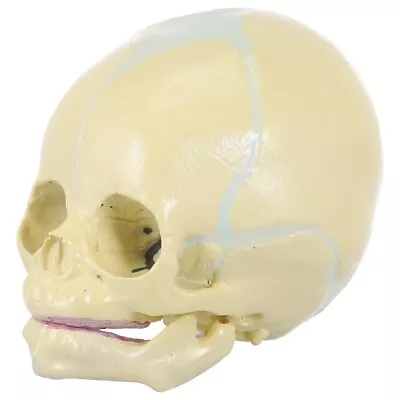  Skull Pvc Child Manikin Body Head Bone Model Anatomical Skeleton • £23.55