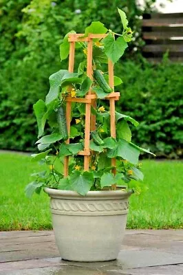 35+SPACEMASTER BUSH CUCUMBER Seeds Patio Container Hanging Basket Spring Garden • $2.75
