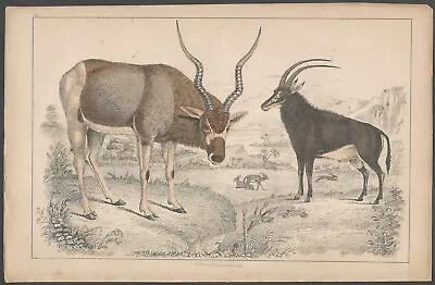 Hand-Colored English 19th Century Natural History Plate Of Horned Ibex Ruminants • $9.99