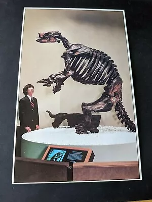 Vtg Ground Sloth Skeleton. La Brea Tar Pits Souvenir Postcard. L.a Calif. 2 • $20