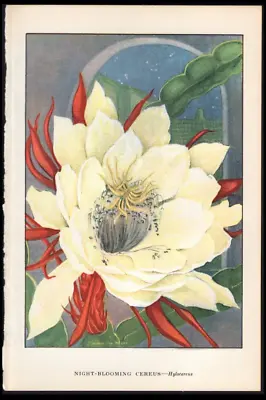 1926 Vintage Botanical Print Night Blooming Cactus - Hylocereus Cereus Cactus • $16.99
