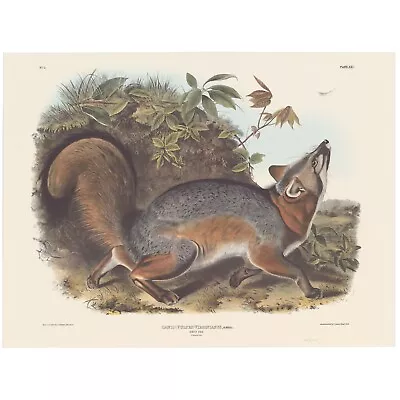 Audubon Mammals Of The Southeast Southart Parkway Quadrupeds Ed Pl 21 Grey Fox • $100