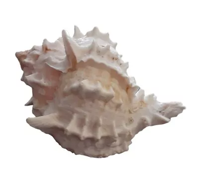 White Murex Ramosus Sea Shell Naturial Craft Decor 4.5  Seashell • $8.15