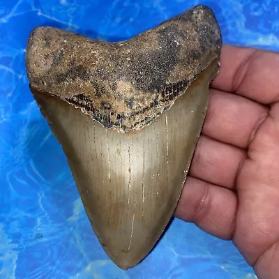 Megalodon Shark Tooth 4.90” Huge Teeth Meg Scuba Diver Direct Fossil Nc 2869 • $32