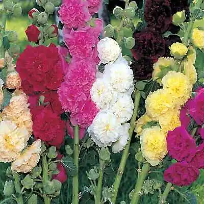 £10.95 • Buy 6x Hollyhock Summer Carnival Mixed Plug Plants Flower - Ready Now