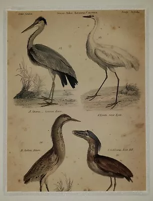 ALEXANDER FRANCIS LYDON (1836–1917) Original ANTIQUE Colored Engraving Egrets • $29.95