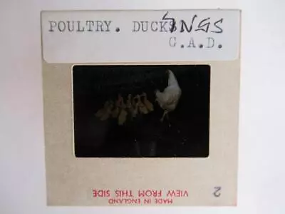 Poultry Hen & Ducklings  35mm Cellulose Slide - Full Focus No Reflections • £5.50