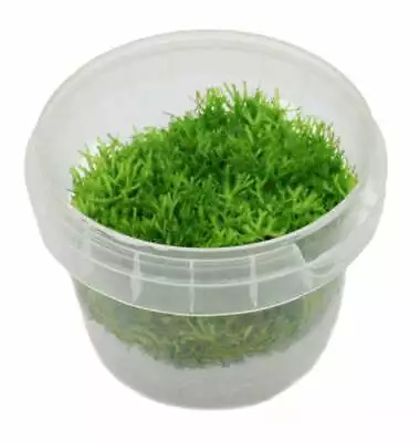 £5.99 • Buy 1x Small POT Riccia Fluitans Moss ** Live Aquarium Plant ** EU Grown 100% ** 