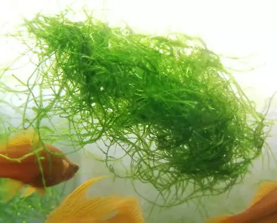 DOUBLE SIZE! Java Moss Easy Aquarium Plant Premium Bunch (Taxiphyllum Barbieri) • $8.78