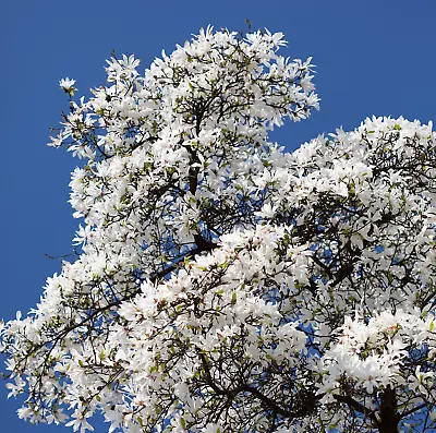 10 KOBUS MAGNOLIA TREE Aka Japanese  Kobushi White Pink 4  Fragrant Flower Seeds • $5