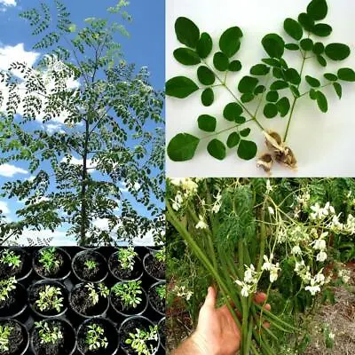 £7.90 • Buy Drumstick Tree (moringa Oleifera)  10 Seeds