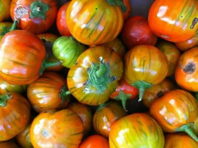 Aubergine Turkish Orange - 50 Seeds • £2.39