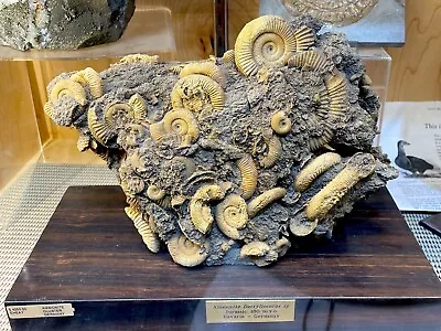 Dactylioceras Ammonite Display Dinosaur Fossil Home Decor Jurassic • $3250