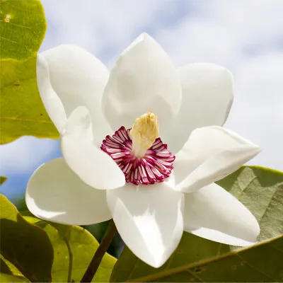 Magnolia Sieboldii Plant In 2L Pot Stunning Display Of White Fragrant Flowers • £24.99