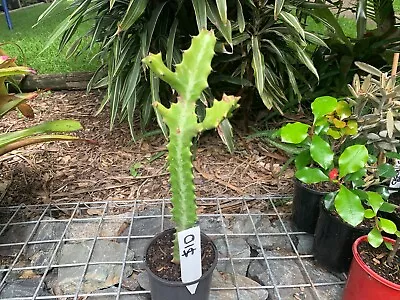 Cowboy Cactus - Euphorbia Lactea • $10