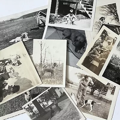 Vintage B&W Sepia Snapshot Dog Photograph Lot Collection Of 11 Adorable Dogs • $34.95