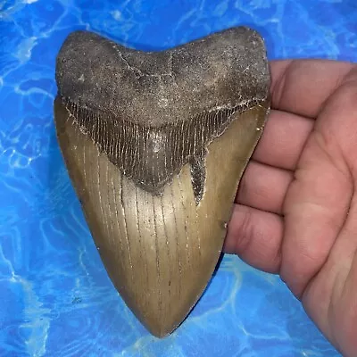 Megalodon Shark Tooth 5.21” Huge Teeth Meg Scuba Diver Direct Fossil Nc 2885 • $44