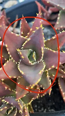 Aloe Distans Sp Fresh Cutting Nice Succulent 03/10/2023 • $20