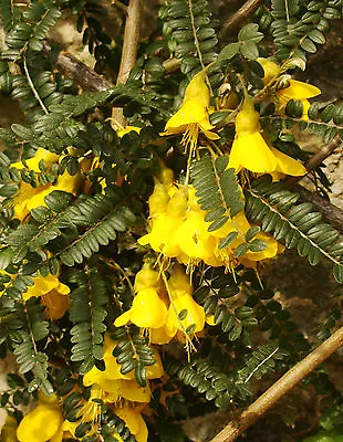 SOPHORA CASSIOIDES Larger Leaved Kowhai Rare Flowering Shrub 8cm • £8.90