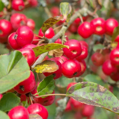 Crab Apple Fruit Hardy Tree Flower Garden Plant 'Red Sentinel' 1 X 12L Pot T&M • £99.99