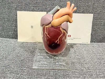 1960’s Merck Sharp Dohme Aldomet Heart Model Pharmaceutical Ad Diuril Aldoril • $75