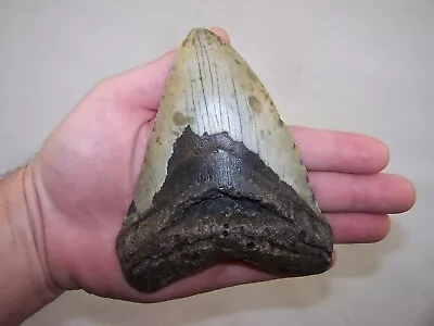5.43  MEGALODON Fossil Shark Tooth Teeth / 11.3 Oz /NO RESTORATION /4.30  WIDE!! • $99