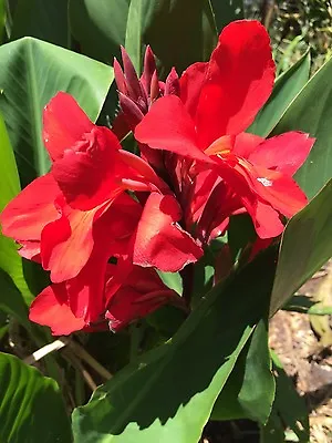 Canna Indica Cannalily 10 Seeds Scarlet Stunning Easy To Grow Very Beautiful • $10