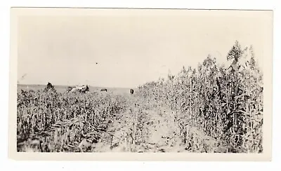 1900's REAL PHOTO HORSE DRAWN FARMING CORNFIELD EQUIPMENT STALKS OLD NICE PHOTO • $9.99