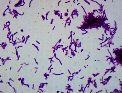 Bacillus Smear Gram-Negative Prepared Microscope Slide - 75x25mm - Eisco Labs • $7.49