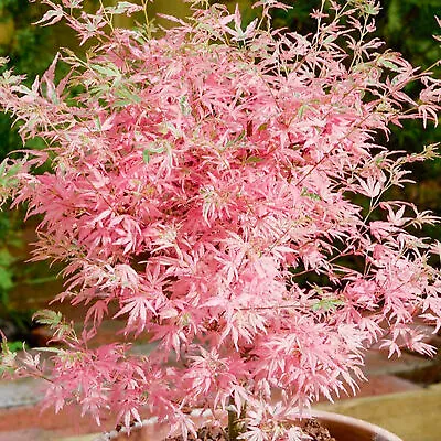 Acer Palmatum Taylor - Japanese Maple | Large Outdoor Garden Ready Tree In Pot • £12.99