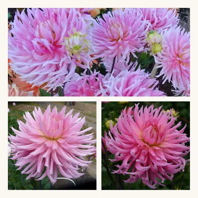 Cactus Dahlia HollyHill Cotton Candy Tubers. Grade I. Pretty Pink Flowers • £8.95