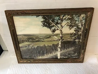 Antique Charles Sawyer Hand Colored Photo Birch Trees Highway Farms Landscape • $65