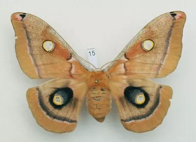 Saturniidae - Antheraea Polyphemus - Polyphemus Moth - #15 - Female • $9.74