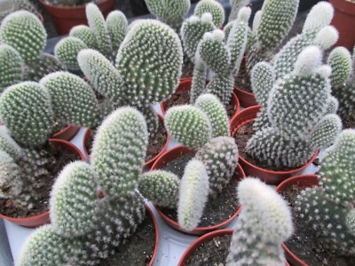 £4.25 • Buy OPUNTIA MICRODASYS 'ALBISPINA' - 'Bunny Ears Cactus.