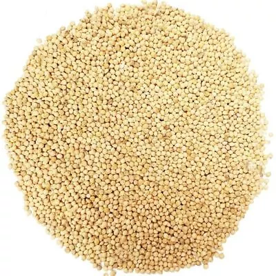 Millet Seeds 100g-4kg Autumn Winter Vegetable Garden Easy Grow Cool Season Fast • $67.17