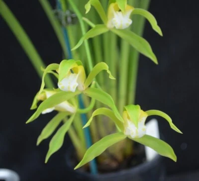 $60 • Buy OoN Cymbidium Orchid Species Erythraeum ALBA 125mm Pots FS Plants