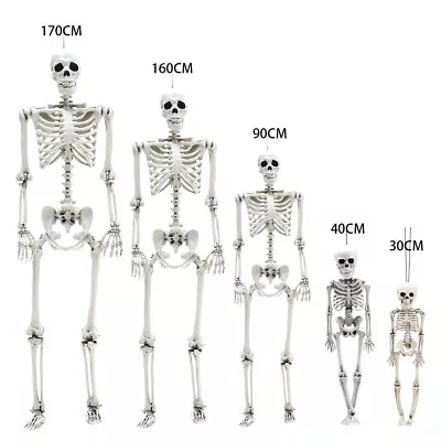 £13.95 • Buy Skeleton Full Size Poseable Human Halloween Party Decoration Haunted House Prop