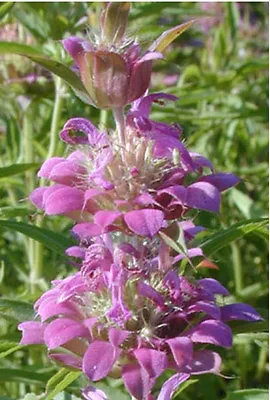 Lemon Mint ATTRACT HUMMINGBIRDS Purple Flower 1200 Seeds GroCo BUY 10=SHIPS FREE • $0.99