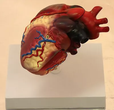 Life Size Heart Anatomical Model  Anatomy Medical Teaching Student Display NEW • $69.25