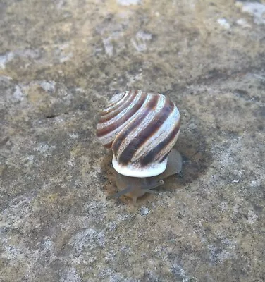 $28.99 • Buy Almost Gone!! Land Snail Live Pet Milk Snails (5)+1. Educational, Feeder, Invert