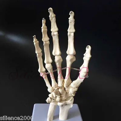 1:1 New Hand Joint Anatomical Skeleton Model Human Medical Anatomy Life Size • $19.98