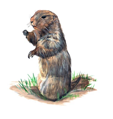 $6.95 • Buy Prairie Dog Sticker Decal Helmet Equipment Cooler Fishing Hunting Camping Tent